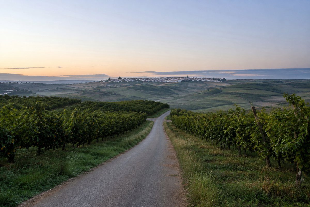 Estrada estreita de campo entre vinhas e pomares no Oeste ao amanhecer, com uma vila ao longe